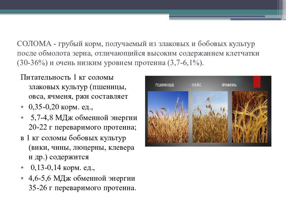 Чем отличается сено от соломы. разница между сеном и соломой. чем сено отличается от соломы