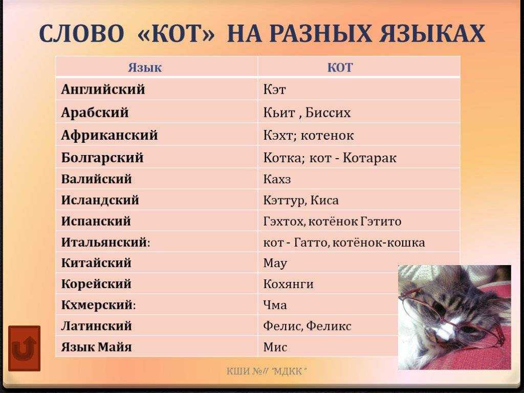 Имена для котов: 500+ вариантов как назвать кота прикольно_ | wwwcat.ru