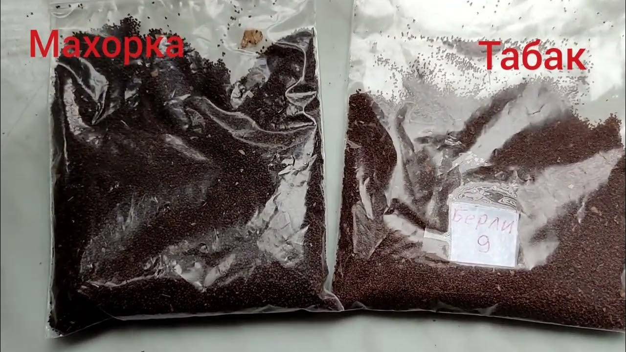 Махорка и табак: что это такое и каковы их главные отличия