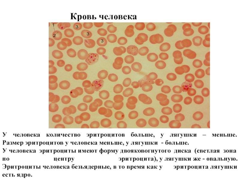 Почему в крови человека больше кислорода чем у лягушки?
 210
