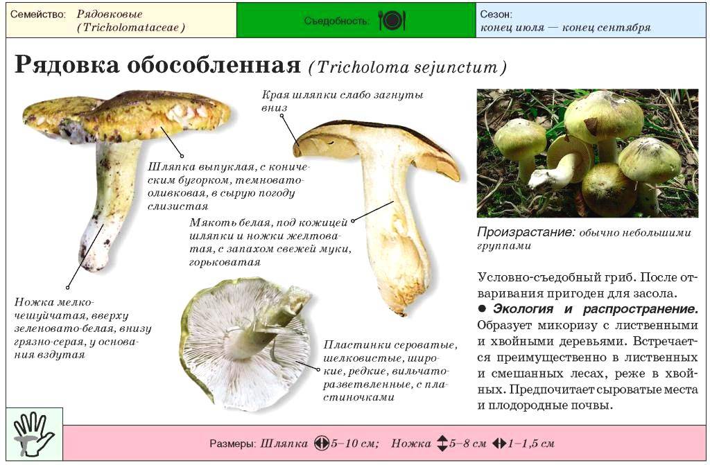 Можно ли есть фиолетовую рядовку?
