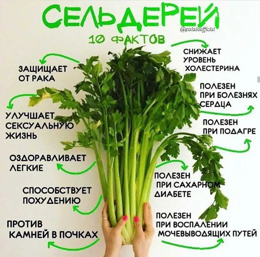 Альтернативы корню сельдерея в кулинарии - artikletop.ru