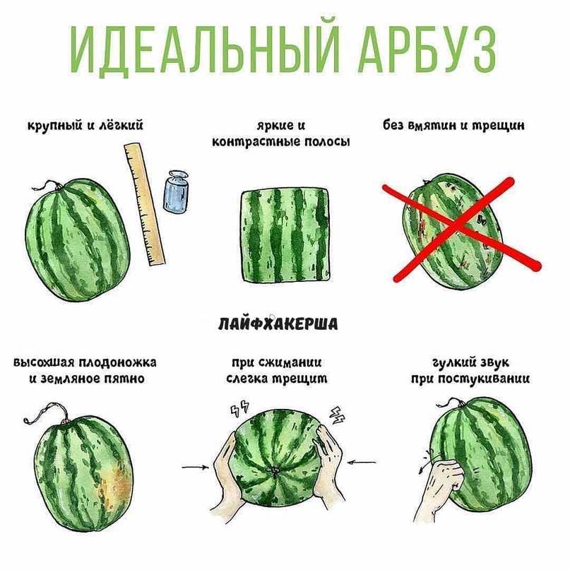 Узнаем, когда поспевают арбузы: сколько растут, до скольки вырастают, время созревания и методы определения спелости