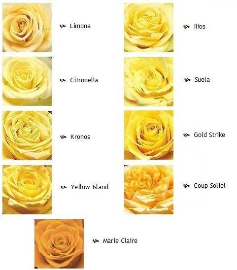 Что означают желтые розы на языке цветов