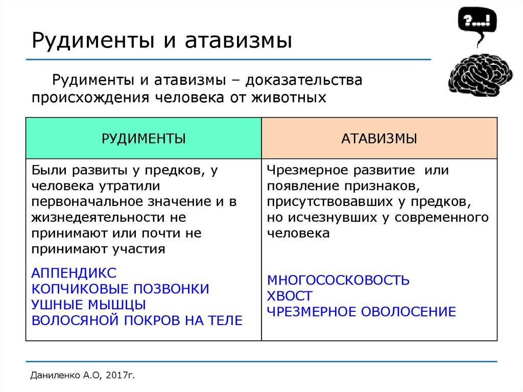 Атавизмы и рудименты: в чем различие и что это такое?