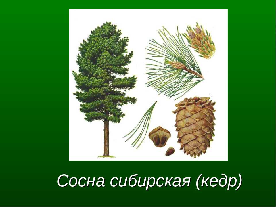 Как отличить кедр от сосны фото