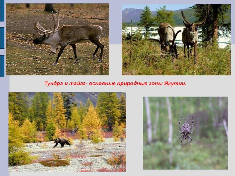 Природные зоны россии — карта, названия, географическая характеристика и таблица