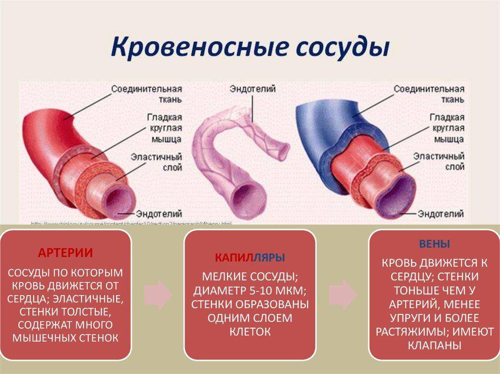 Венозная и артериальная кровь: особенности, описание и отличия | образ жизни для хорошего здоровья