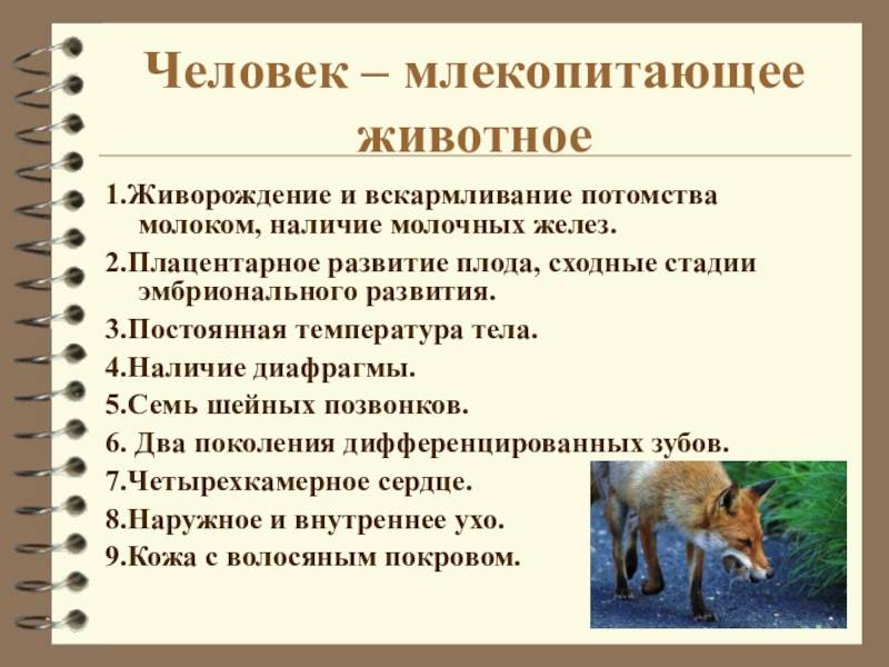 Разница между зверями и животными - всё о моде, тенденции и последние новинки