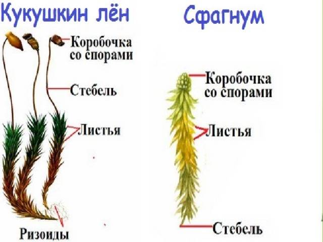 Что такое ризоиды и почему нельзя назвать корнями