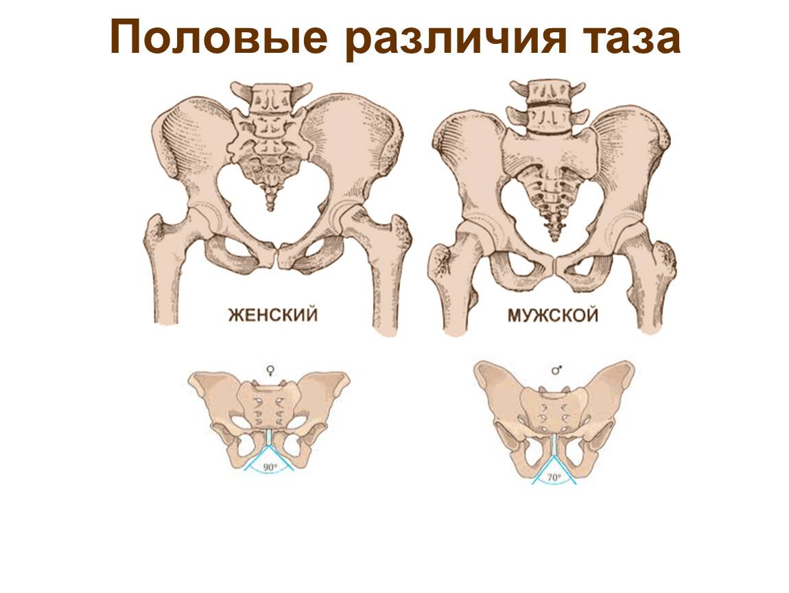 Разница между мужским тазом и женским тазом (с таблицей) - наука 2024