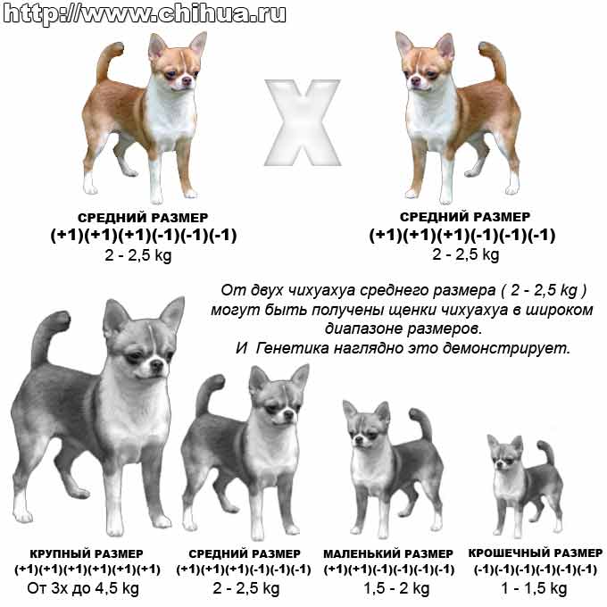 Как выбрать щенка чихуахуа правильно: советы специалистов