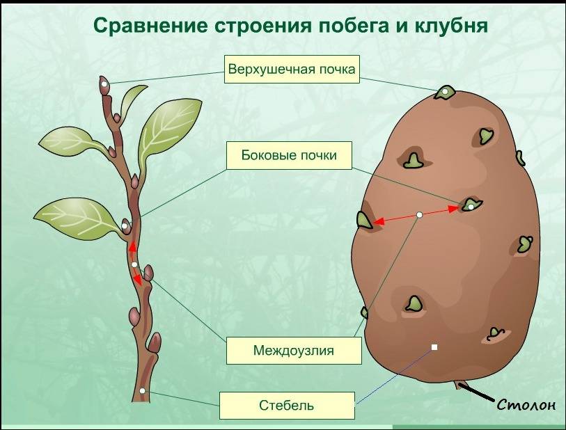 Побег (лист, стебель, почка)