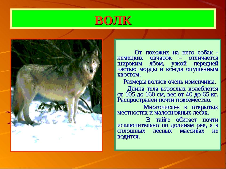 Собака против волка - разница и сравнение - blogul 2024