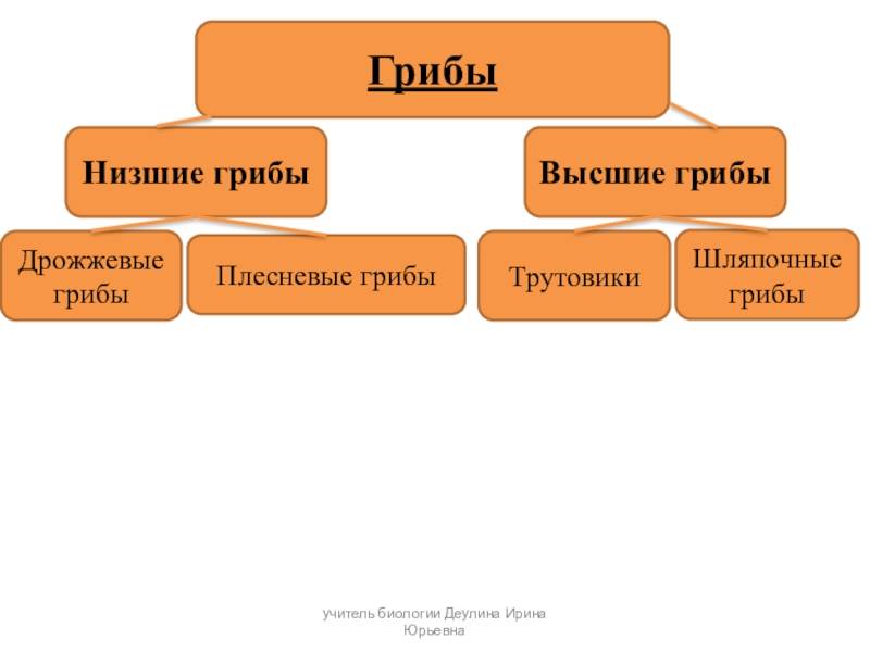 Грибы. лишайники - умскул учебник