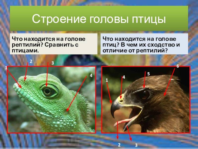 Отличия птиц и пресмыкающихся: самые необычные особенности
