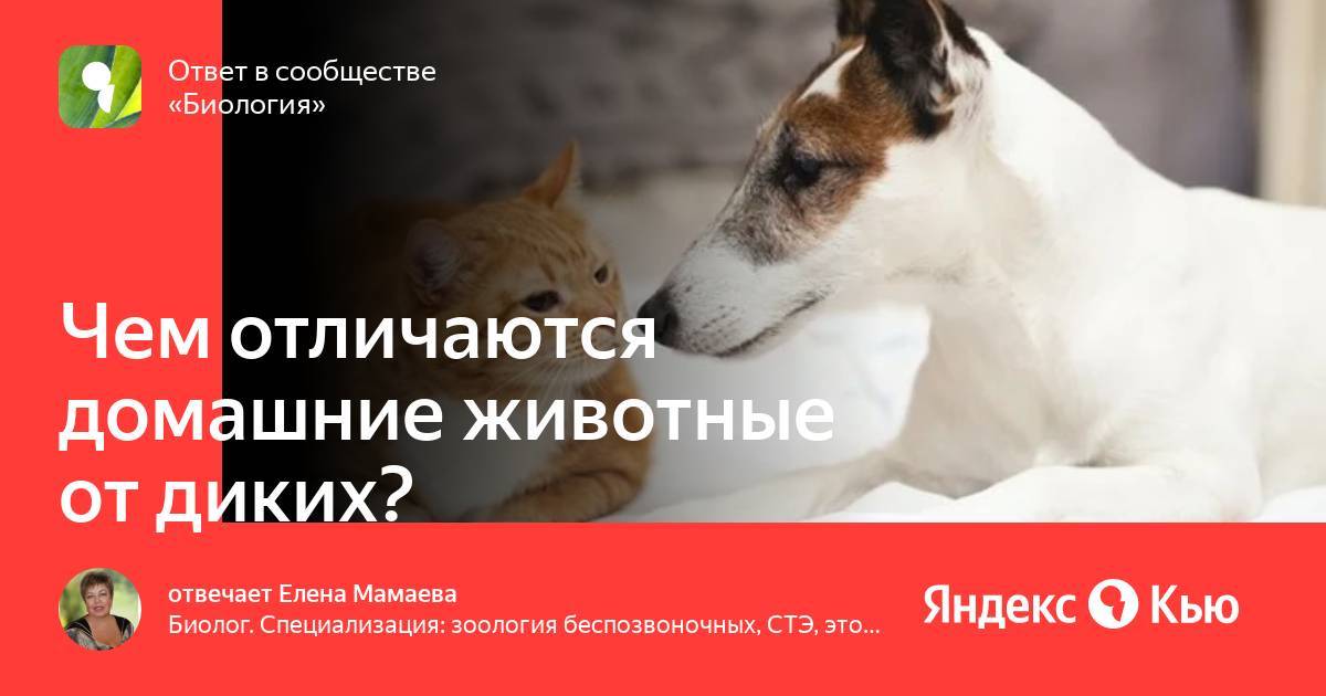 Чем отличаются домашние животные от диких животных?