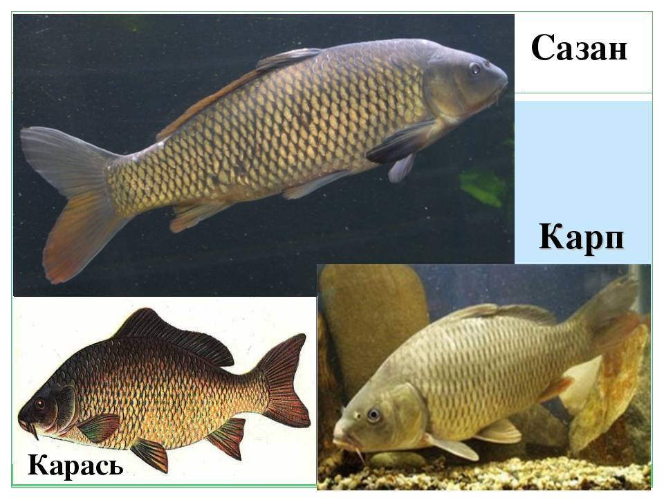 Чем отличается карп от сазана