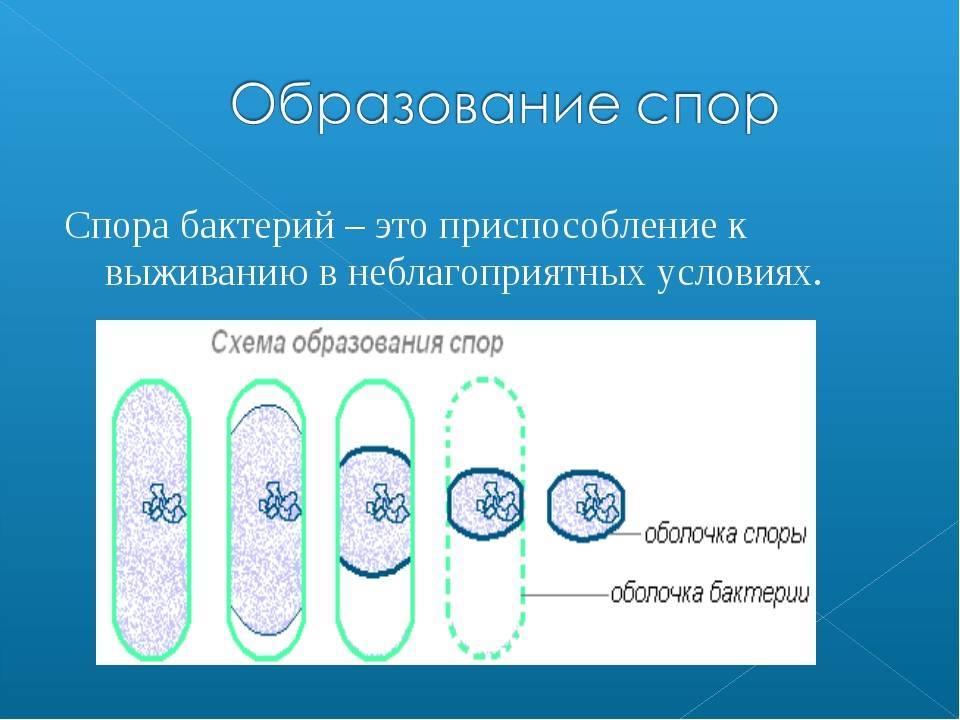 Спорообразующие бактерии: что это такое и как образуются (стадии)