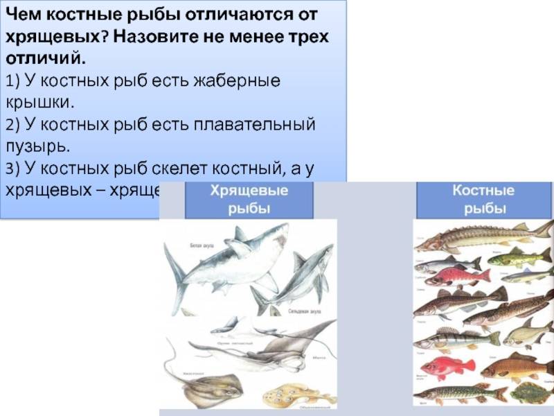 Костные рыбы: классификация, виды и представители