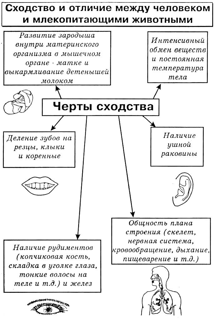 Чем человек отличается от животных – разница в мышлении, физиологии