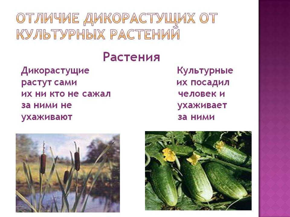 Дикорастущие и культурные растения, почему подразделяют (2 класс)