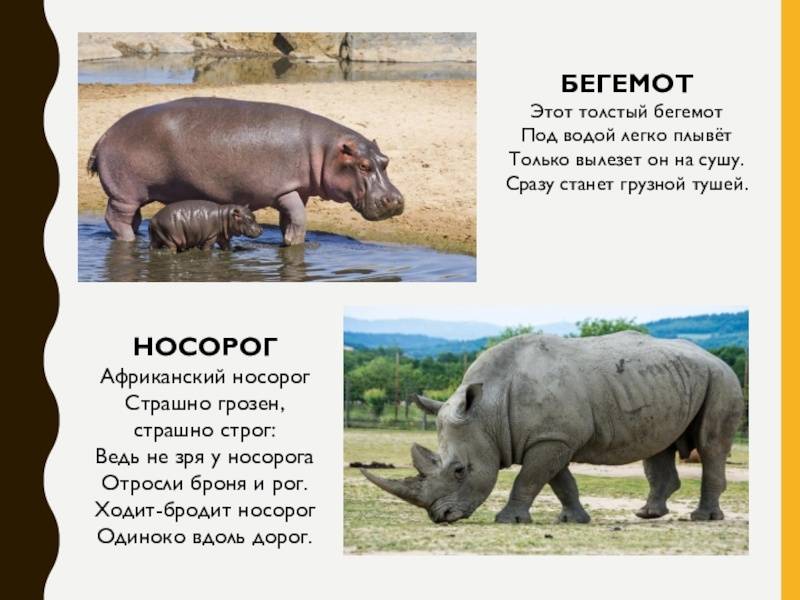 Бегемот и гиппопотам: сколько весит, что ест, где живет и как размножается, описание видов