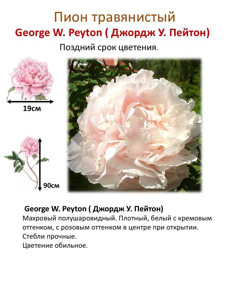 Пион травянистый, вызывающий искреннее восхищение
