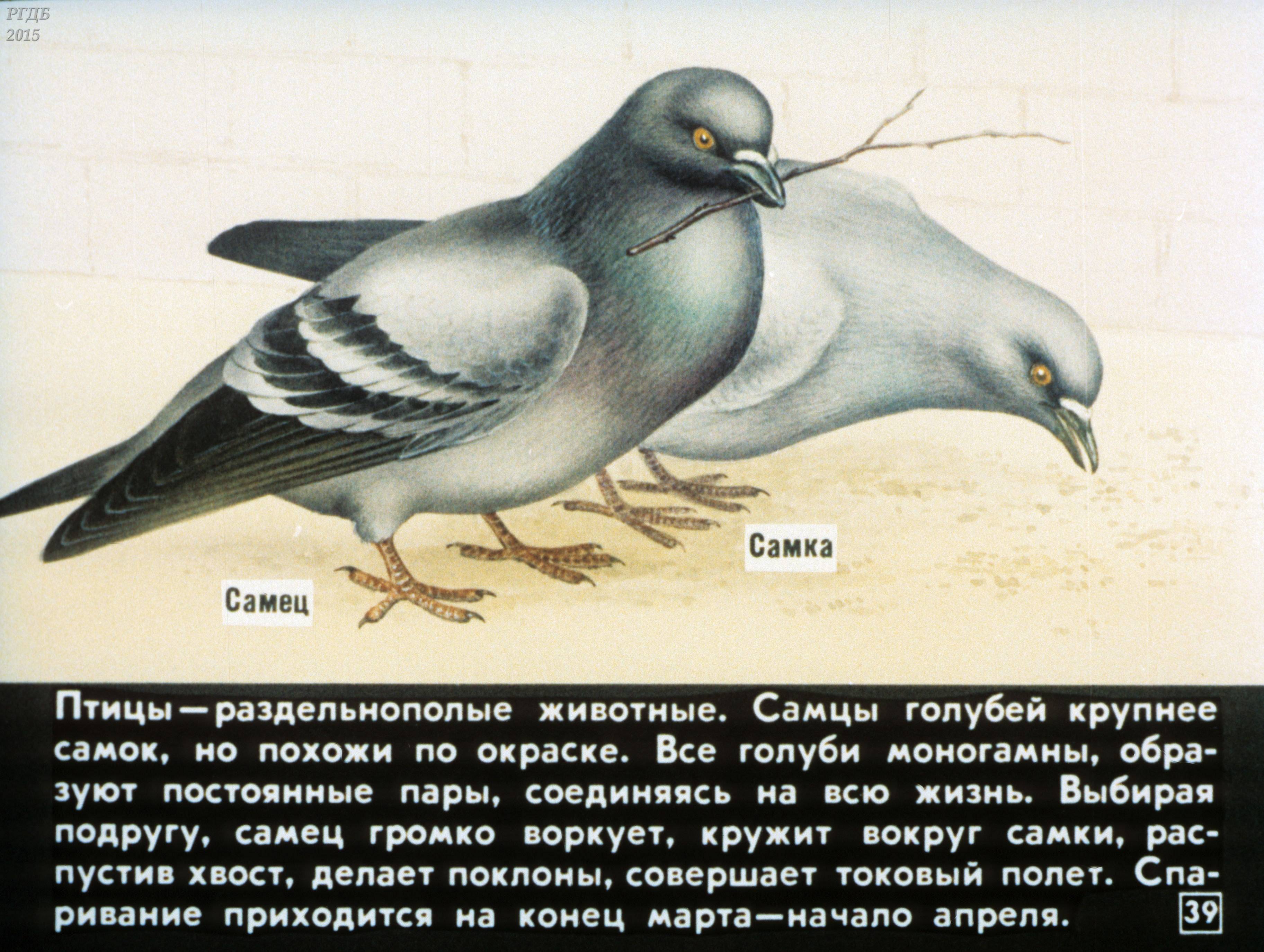 Как отличить голубя от голубки внешне: признаки самки и самца, определение пола