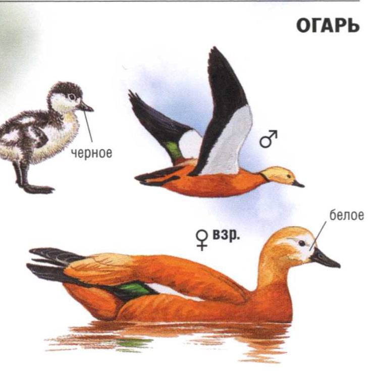 Способы отличия утки от селезня
