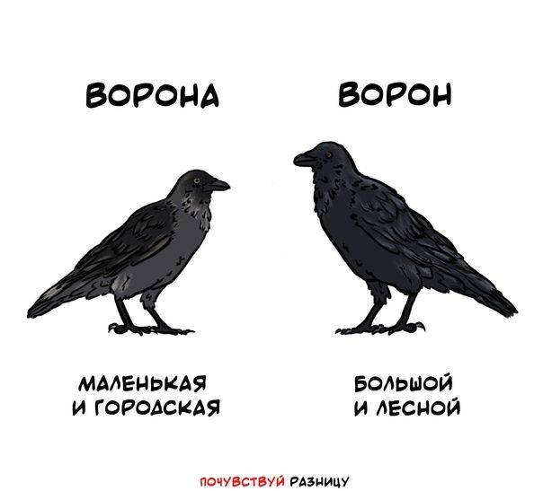Сорока и ворона – что это такое и отличия - премудрости