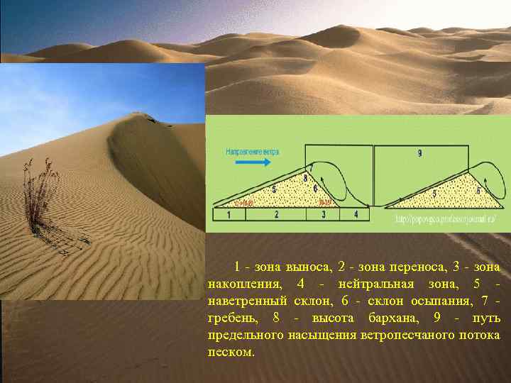 В чем отличие бархана от поперечных барханов?