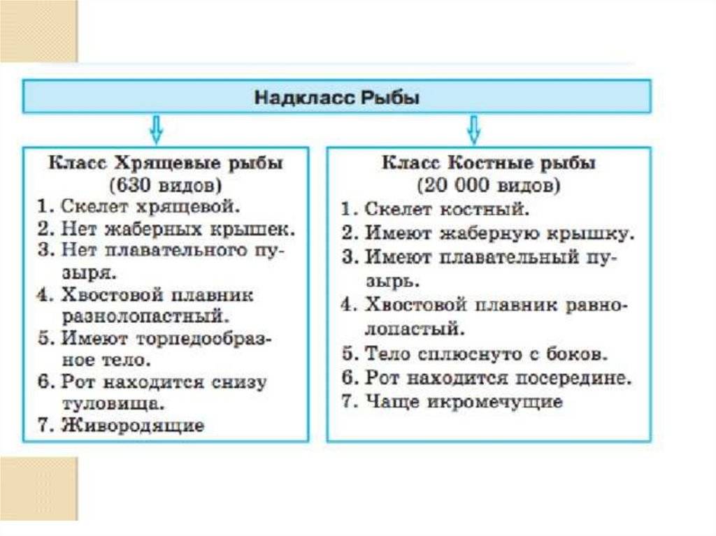 Чем хрящевые рыбы отличаются от костных рыб?