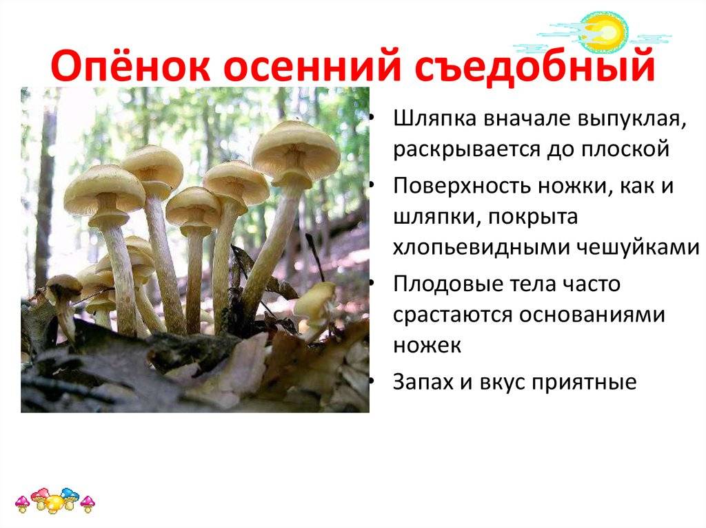 Как отличить опята от ложных опят и поганок: фото и описание, при варке | не для галочки, а для друзей