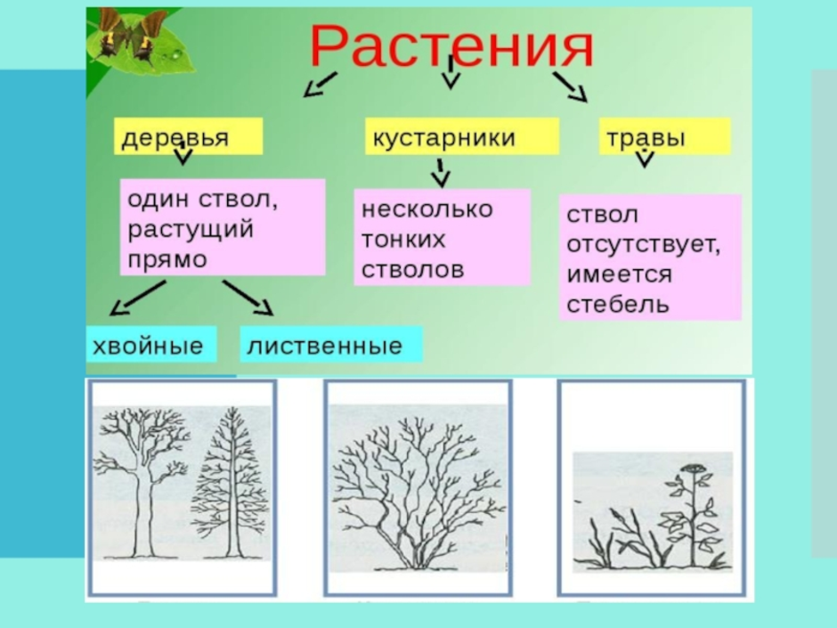 Деревья, кустарники и травянистые растения – названия, чем отличаются и примеры кратко (2 класс, окружающий мир)