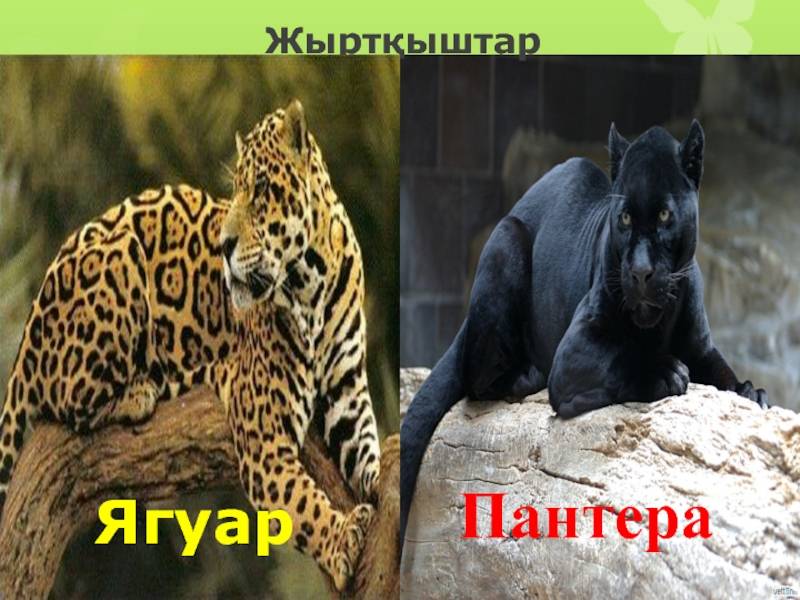 Чем отличается ягуар от пантеры?