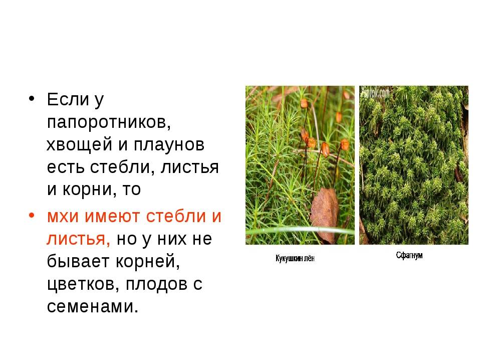 Основные отделы растений. особенности строения и жизнедеятельности.