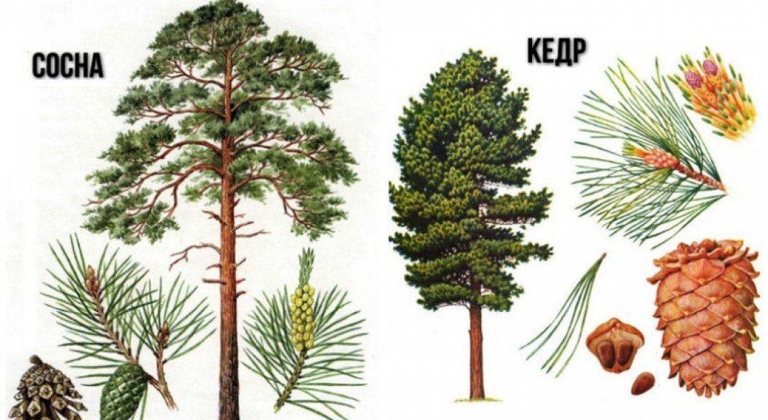 Как отличить кедр от сосны фото - обзортека