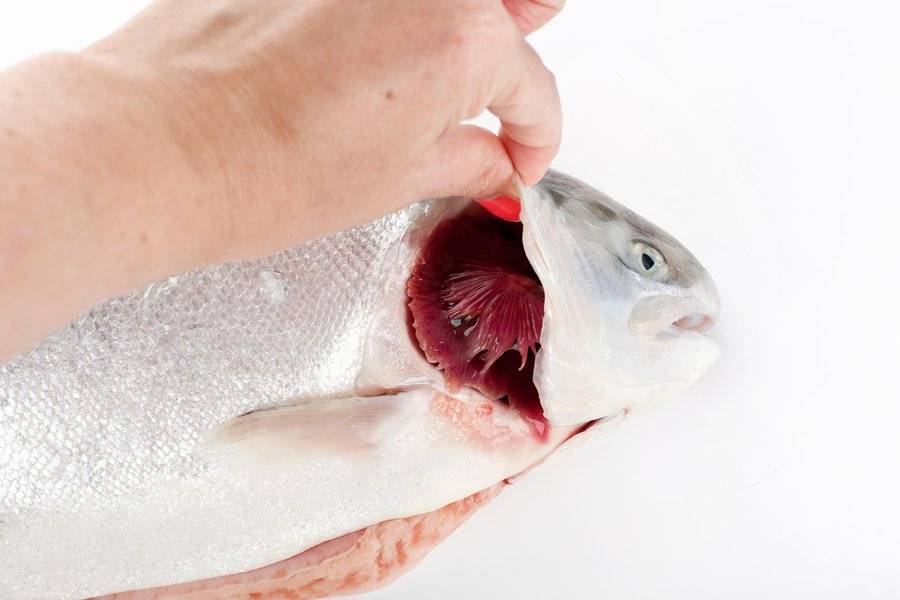 🚩 основные признаки порчи рыбы: на что обращать внимание при покупке продукта