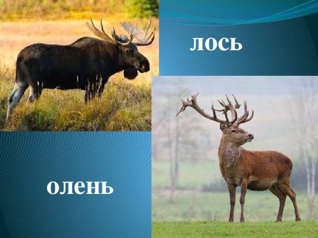 Олень - описание внешнего вида животного, чем питается и где живет