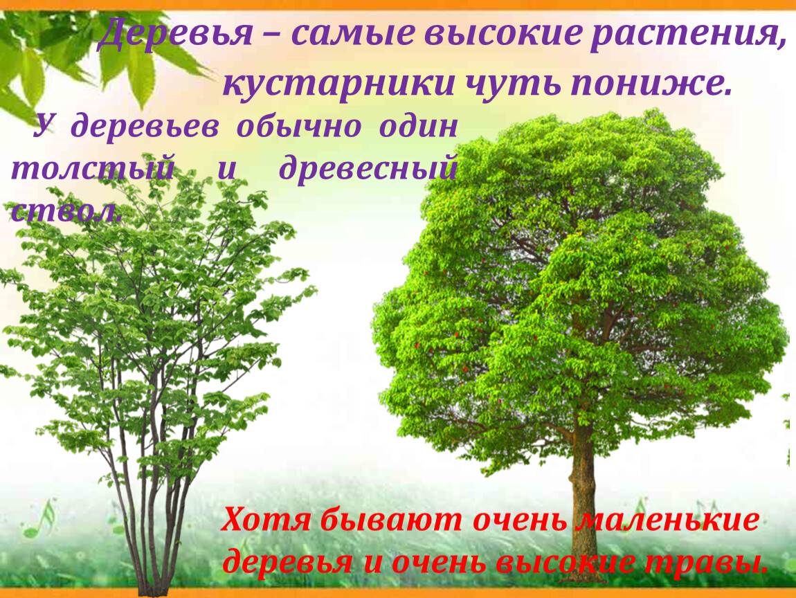 Как отличить дерево от кустарника