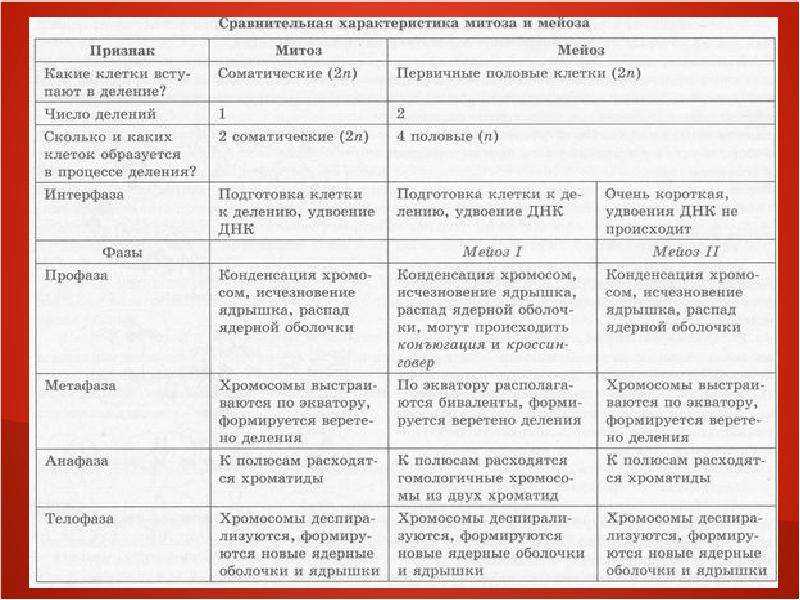 Мейоз - умскул учебник