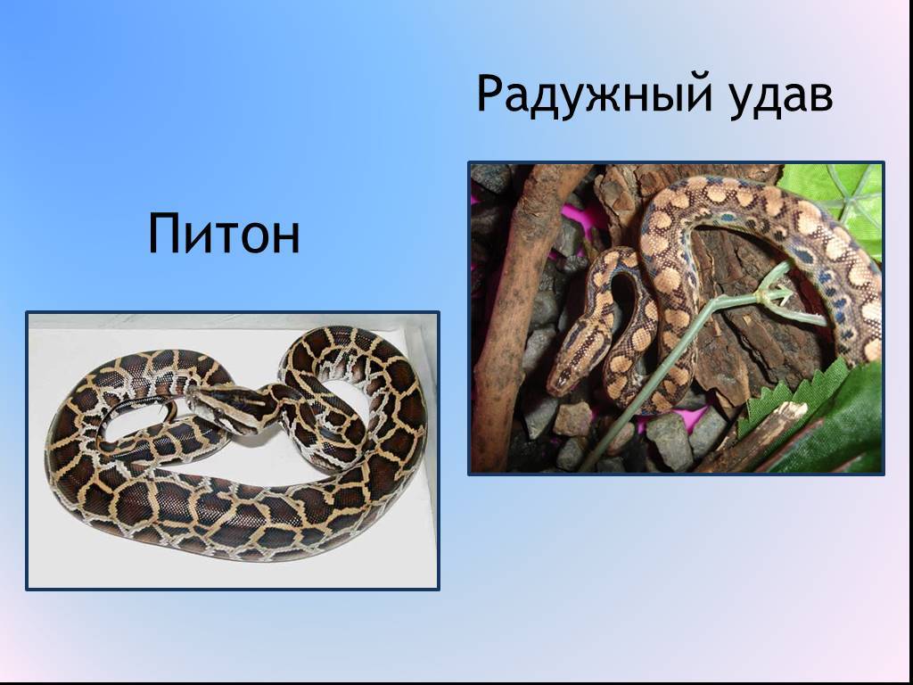 Питон - древний величественный охотник (фото)