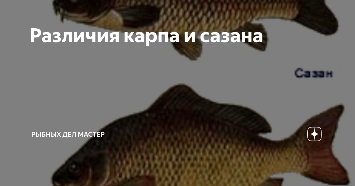 Чем отличается карп от сазана по вкусу. отличия карпа от сазана. как выглядит карп