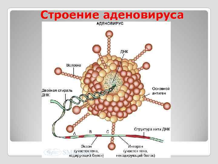 Как отличить коронавирус от простуды