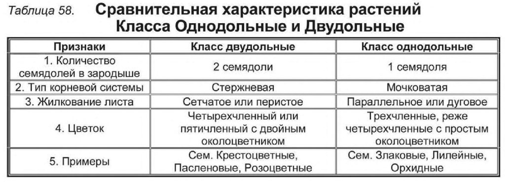 Характеристика и примеры однодольных и двудольных растений