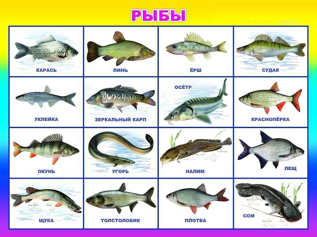 Чем отличаются морские рыбы от речных? разбор основных отличий