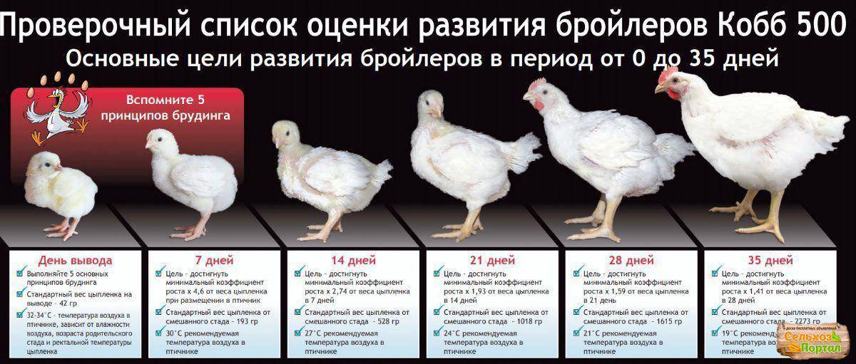 Какие цыплята бройлеры лучше
