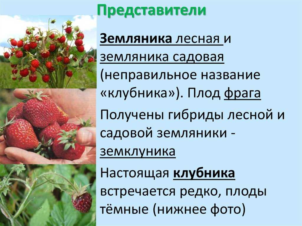Чем отличается земляника от клубники подробно