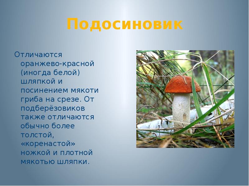 В чем разница между подосиновиков и подберёзовиков?